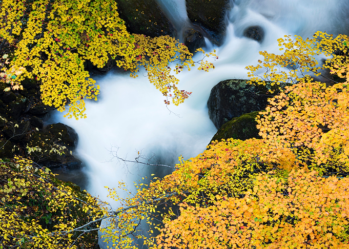 A stream full of autumn