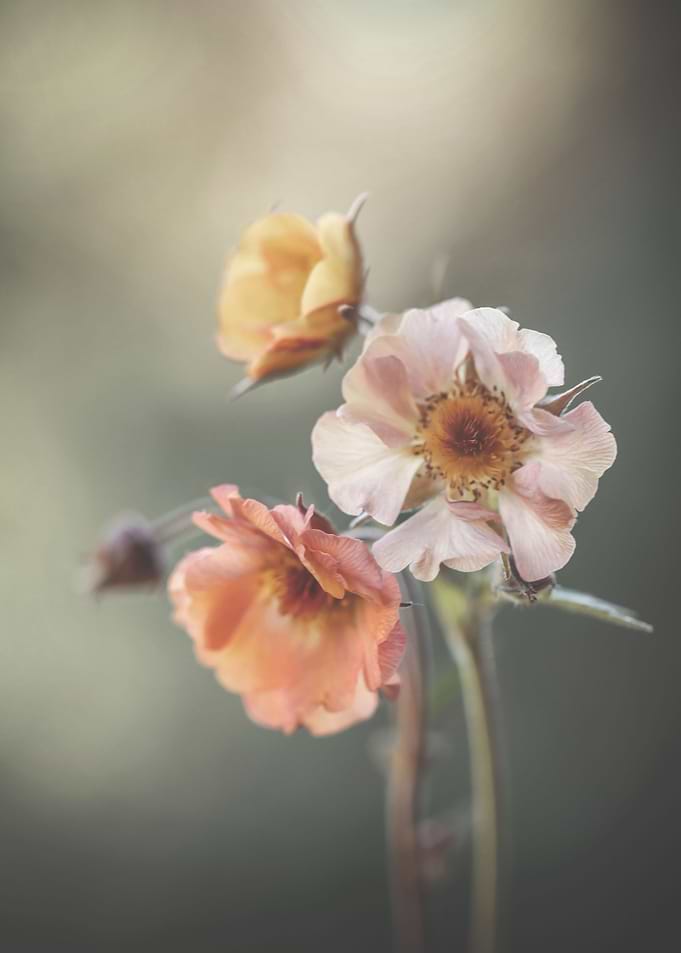 Floral composition