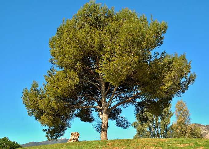 Tree on a hill