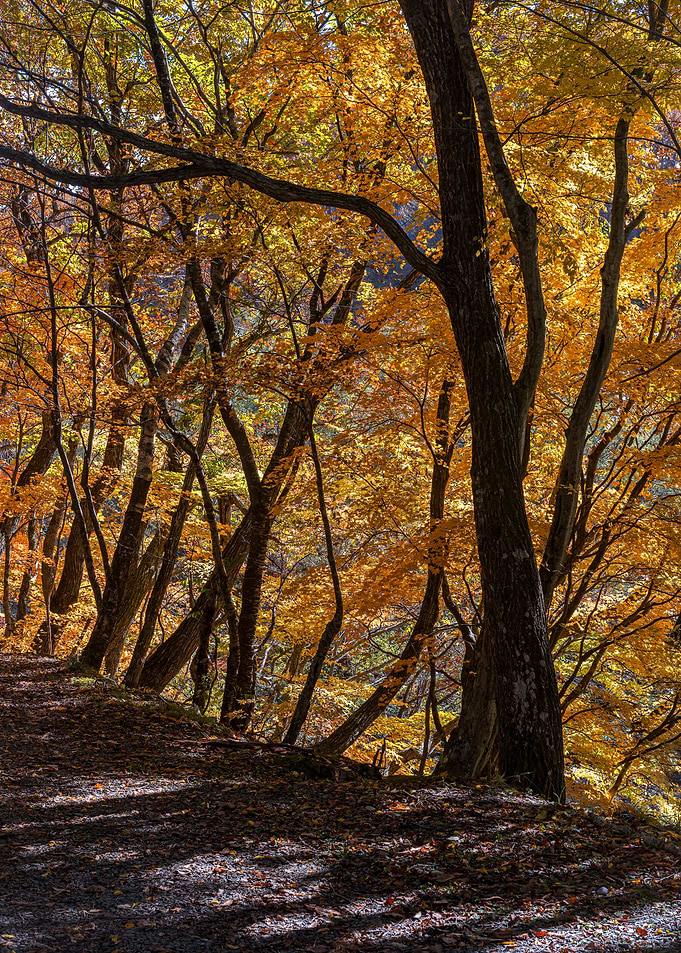 Autumn in the Japanese For