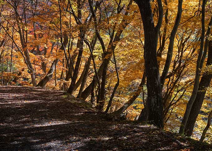 Autumn in the Japanese For