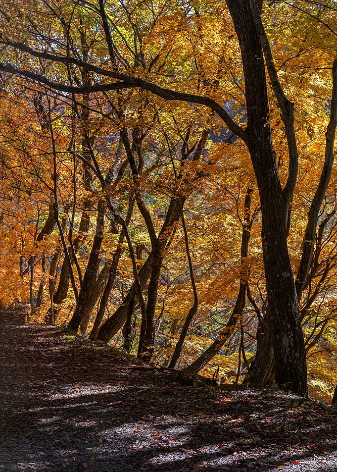 Autumn in the Japanese For