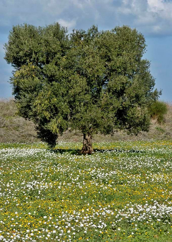 Tree and flower meadow