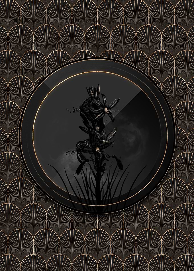 Black and Gold Asphodel