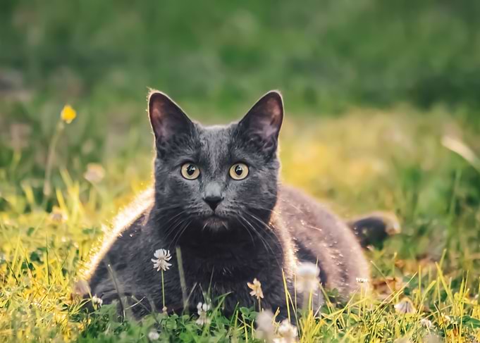 Cat outdoors 4