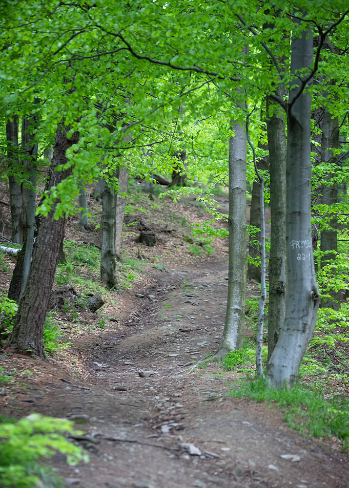 Spring forest, trees,alley
