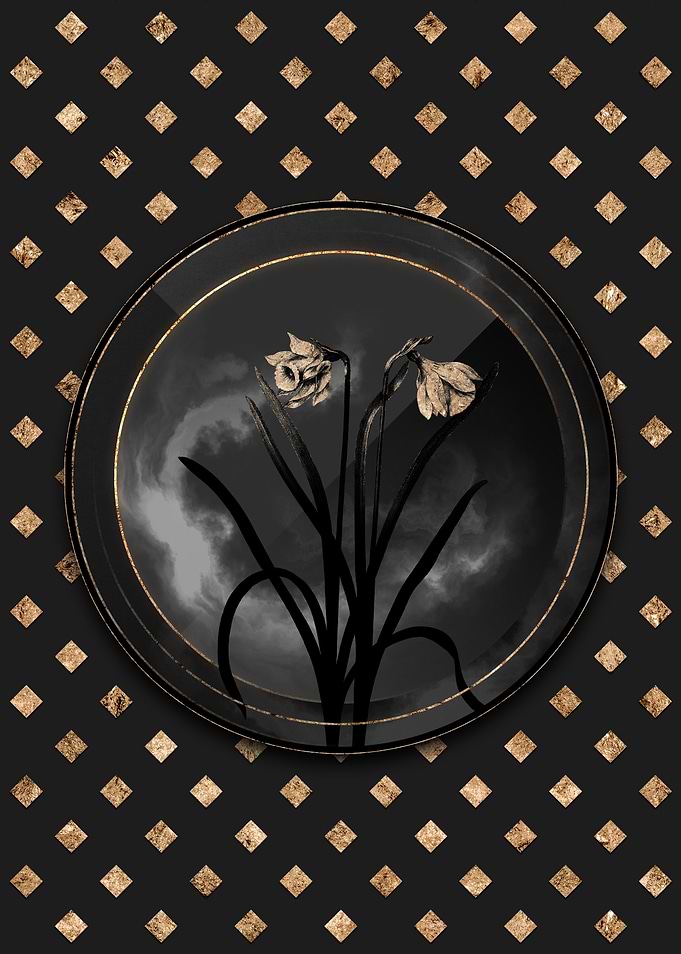Black and Gold Narcissus
