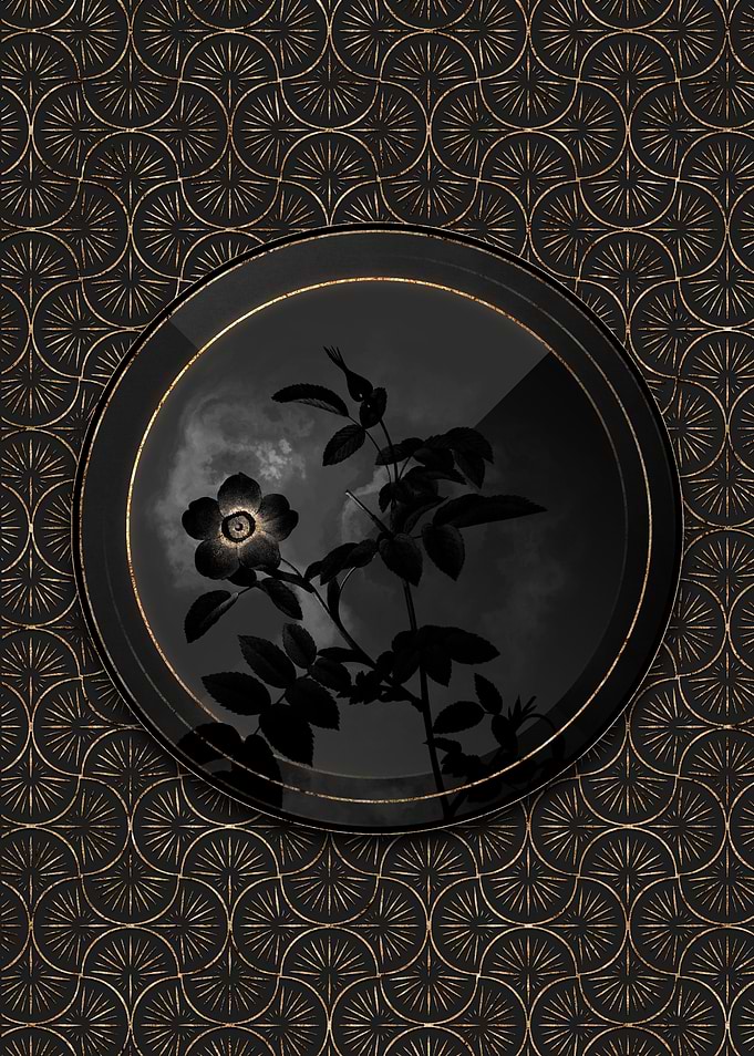 Shadow Black and Gold Rose