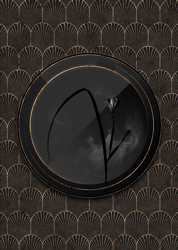 Black and Gold Cape Tulip