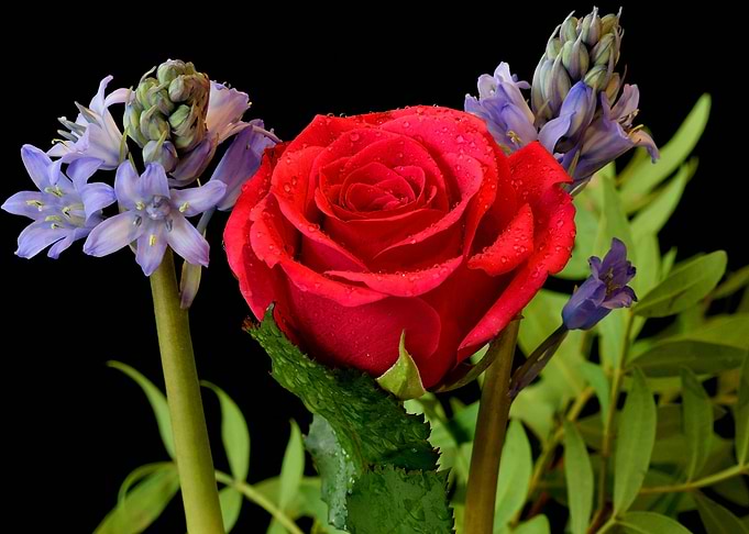 Lovely flowers