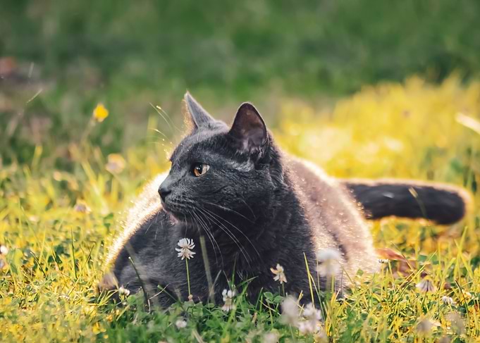 Cat outdoors 5