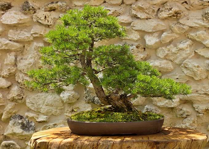 Bonsai 03