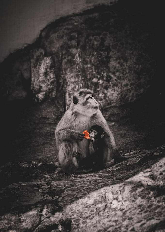 Monkeys and paprica