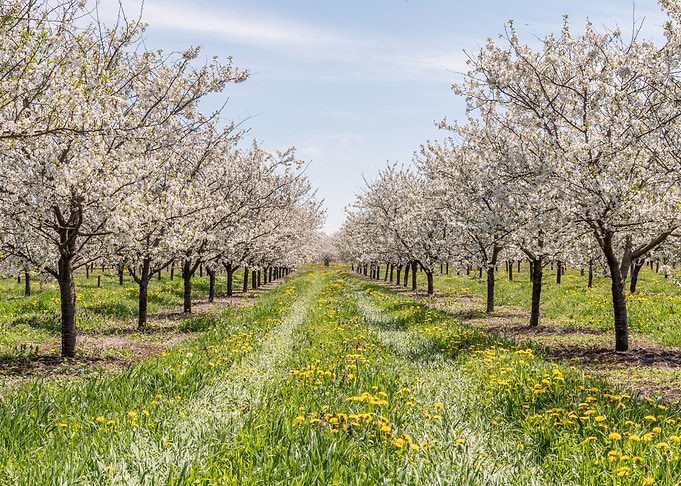 Spring Blossoms