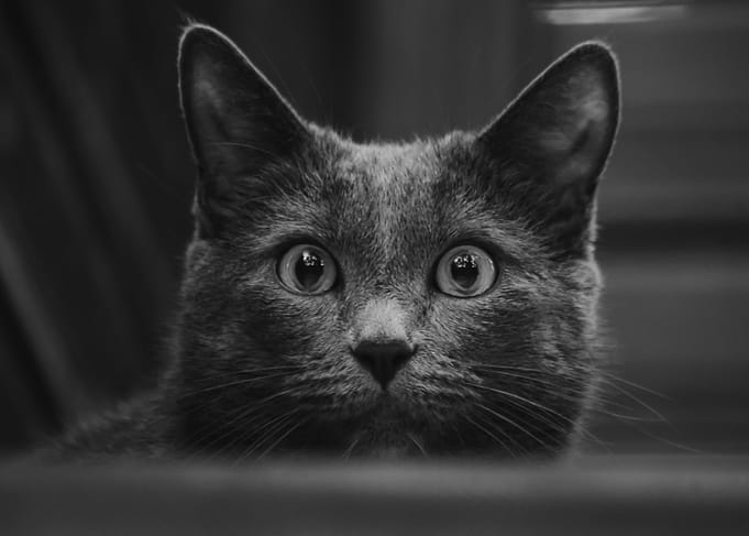 Cat close up