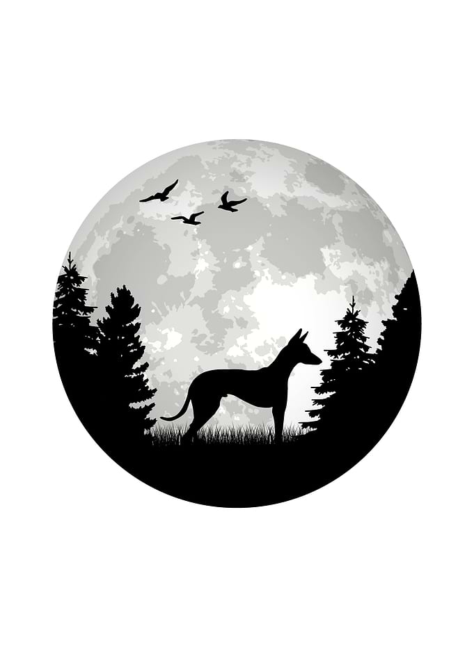 Podenco Moon Spanish