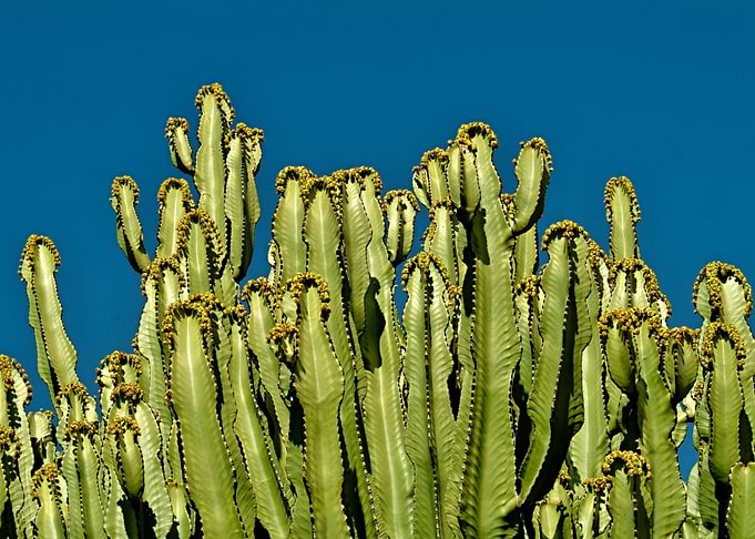 Lightfull cactus 02