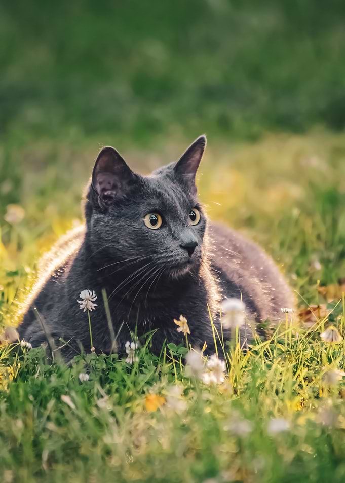 Outdoors cat 3
