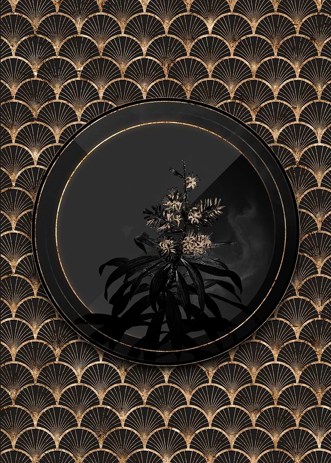Shadowy Pleomele Botanical