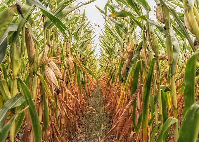 Cornfield