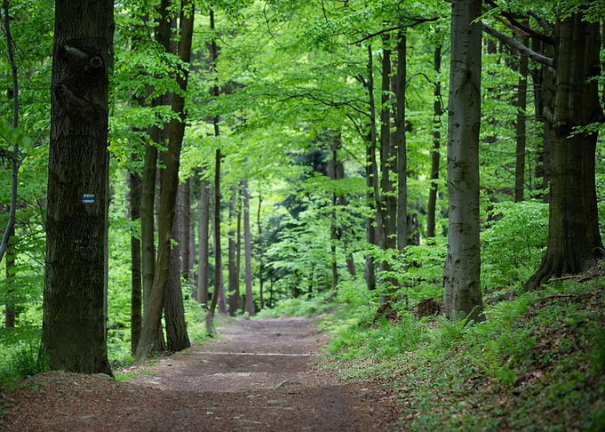 Spring forest, trees,alley