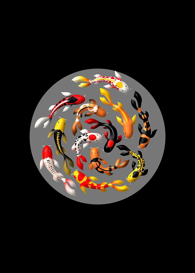 Japanese koi fish in black