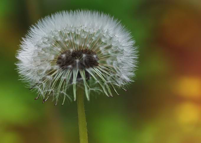 Blossom