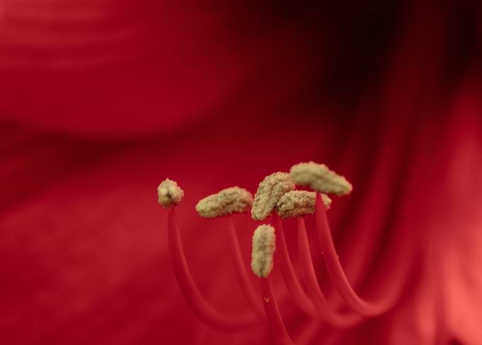 Amaryllis