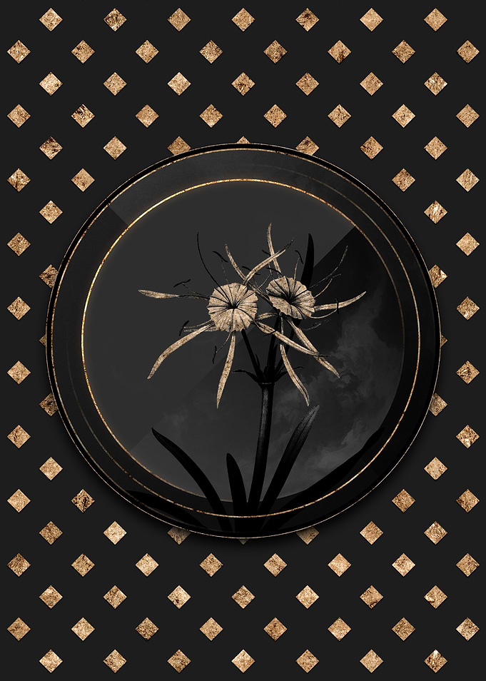 Black and Gold Spiderlily