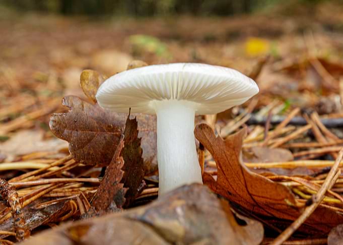 The white slat mushroom