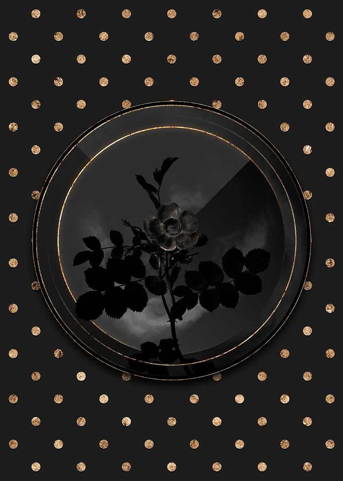 Shadow Black and Gold Rose