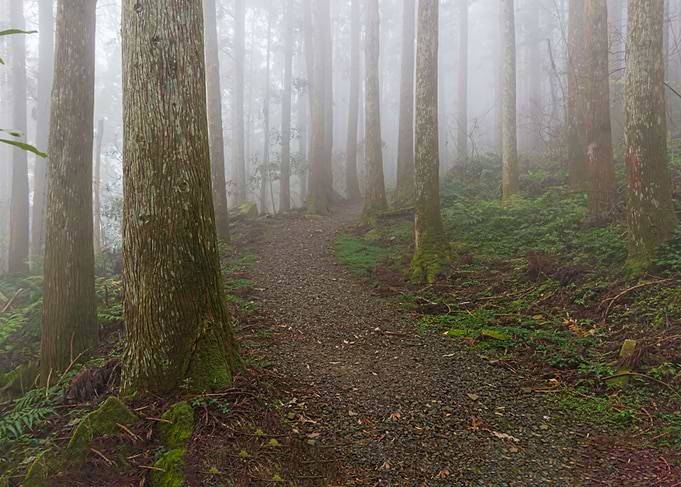 Taiwan forest landscape