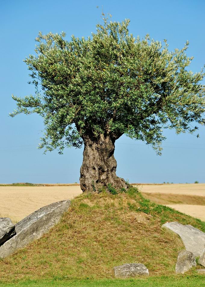 Bony Olive Tree 01