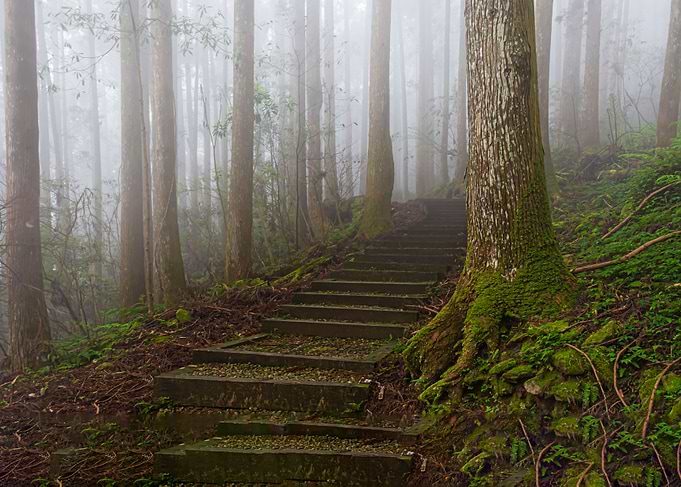 Taiwan forest landscape
