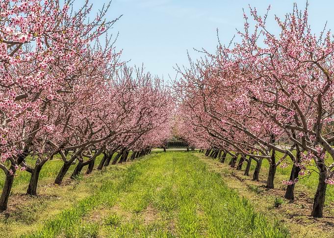 Pink Blossoms in Spring