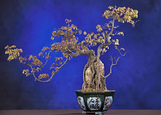 Bonsai 04