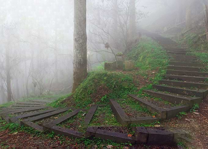 Taiwan forest landscape
