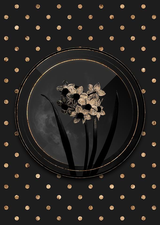 Black and Gold Narcissus