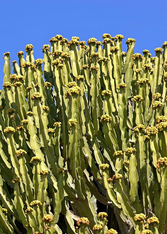 Lightfull cactus 01
