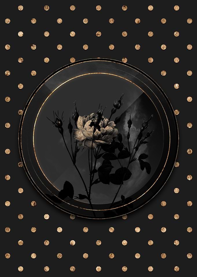 Shadowy Anemone Black Rose