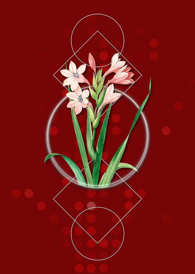 Vintage Gladiolus Saccatus