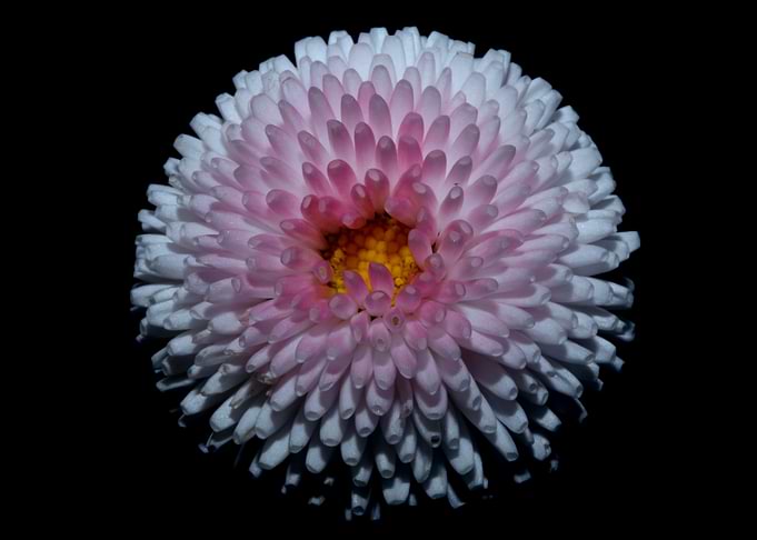 White bellis flower macro