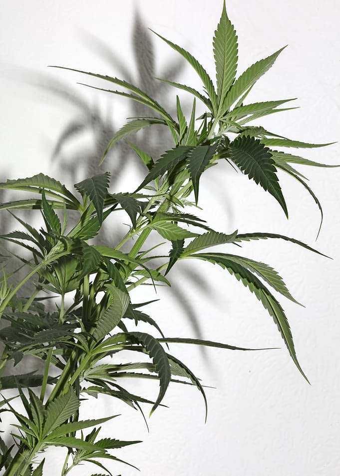 Cannabis sativa close up