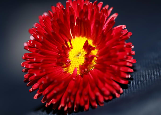 Red flower Bellis perennis