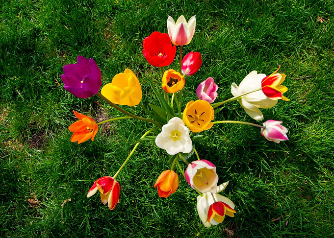 Rainbow Tulip Bouquet