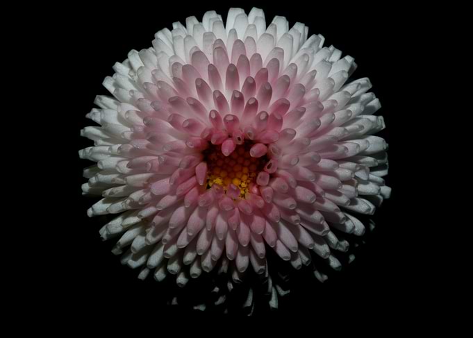 White bellis flower macro
