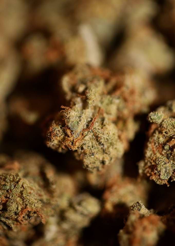 Medical cannabis close up
