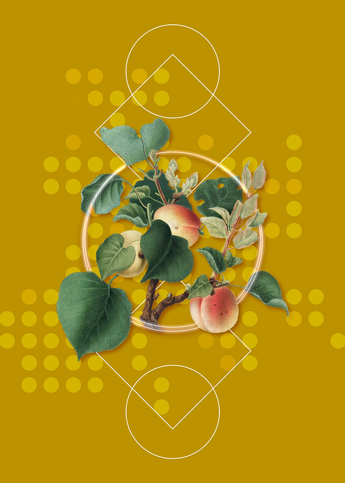 Geometric Apricot Fruit