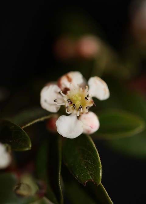 White cotoneaster flower