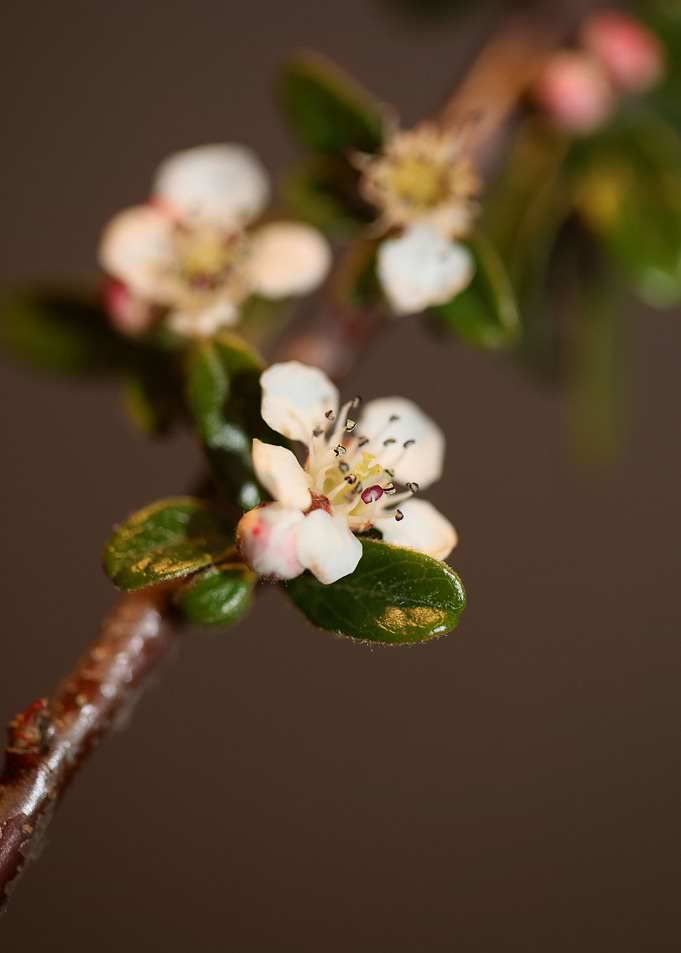 White cotoneaster flower
